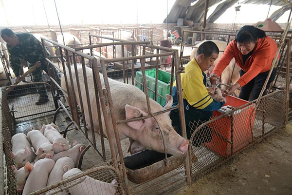 Liu Zhihua (center), a pig farmer from Jinzhou, Liaoning province, checks on a piglet at his farm on April 6, 2016. LI TIECHENG / FOR CHINA DAILY