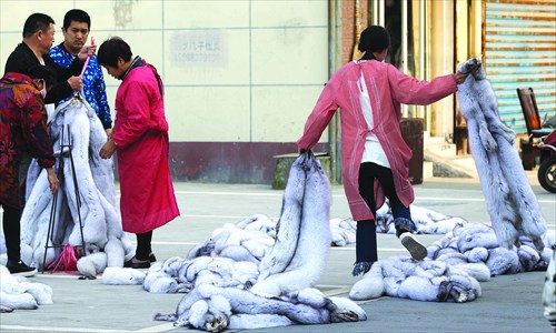 Dealers weigh dried fox pelts in a factory in Chongfu township, Zhejiang Province. (Photo: Yang Hui/GT)