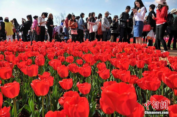 Some 600,000 tulips are in full blossoms in a local park in Kunming, Southwest China's Yunnan province on Wednesday, March 9, 2016, attracting an average of 20,000 people to visit on a daily basis. The tulips are said to be imported from the Netherlands and bloom for only 25 days. (Photo/Chinanews.com)