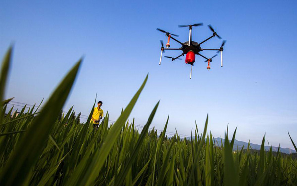 A drone sprays pesticide in a field in Duchang county of Jiujiang city, East China's Jiangxi province, July 2, 2015. (Photo/Xinhua)