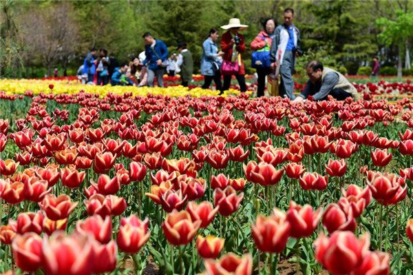 Visitors view tulip flowers in Jinan Botanic Garden in Jinan, capital of East China's Shandong province, April 17, 2016. (Photo/Xinhua)