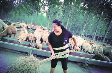 Zheng Linlin cleans her camel farm in Tangshan, Hebei province.(Photo provided to China Daily)