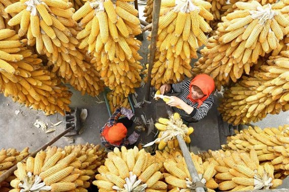 Villagers work in air drying corns in Qianpo Village of Yiyuan County, East China's Shandong Province, Sept. 22, 2016.(Photo/Xinhua)