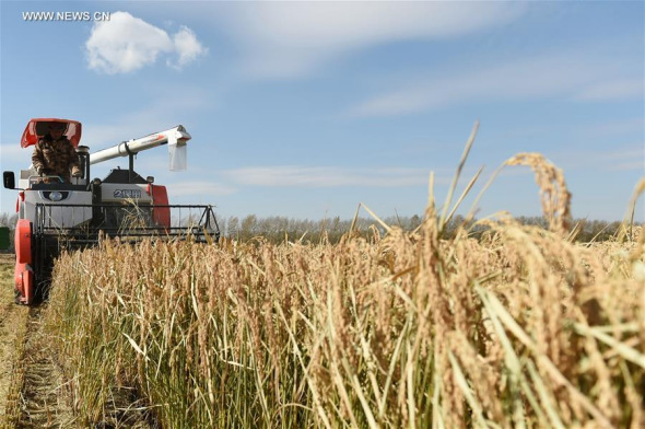 A reaper harvests paddy rice on the Daxing Farm in northeast China's Heilongjiang Province, Oct. 10, 2016. (Xinhua/Wang Jianwei)