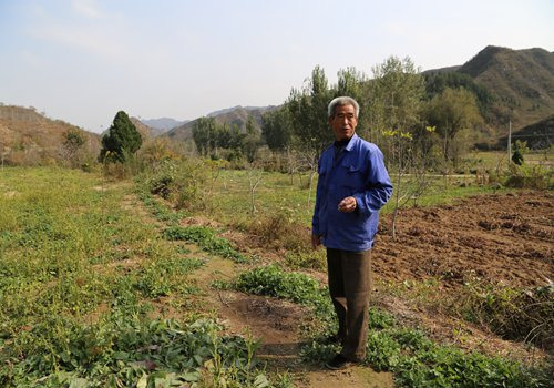 A villager surnamed Zhao in Longjiapu in Lianggang county, North China's Hebei Province, stands on a field where the local government has plants medicinal herbs for a new investment project. The project makes use of transferred land to fight poverty. (Photo: Chen Qingqing/GT)