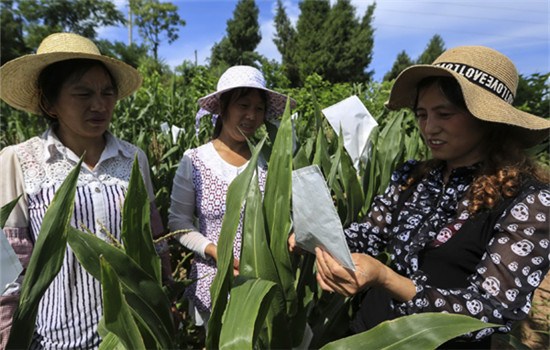 Farmers talk about how to cultivate corn seeds with improved quality in Yunyang county, Chongqing. (Photo by Liu Xingmin/For China Daily)