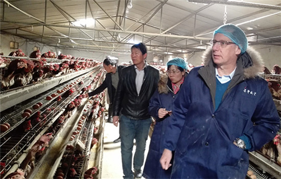 Jan Cortanbach, CTO of Royal De Heus China, an investor in Wellhope, inspects one of its facilities in March. (Photo provided to China Daily)