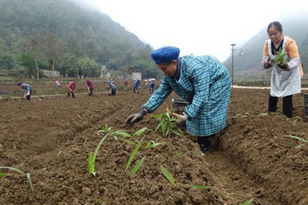 Villagers plant bletilla in Anlong county, Guizhou province. (Photo/zgqxn.com)