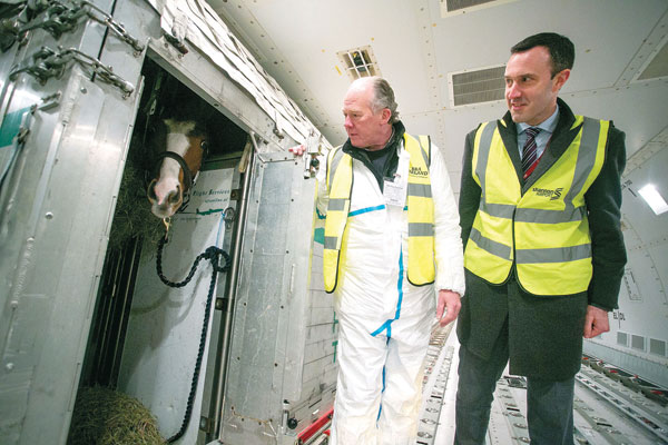 Workers inspect the traveling conditions of one of the 76 horses on an airplane before it leaves Ireland.  (Photo\China Daily)