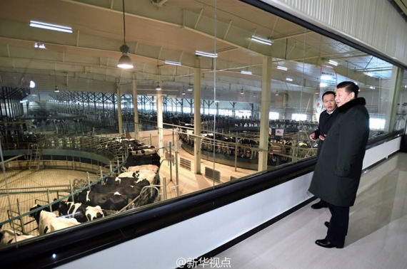 Chinese President Xi Jinping (R) inspects a dairy products manufacturer in Zhangjiakou, Hebei Province in north China on January 24, 2017. (Xinhua Photo)