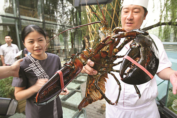North American lobsters are showing up on dinner tables for Chinese New Year. Provided to China Daily
