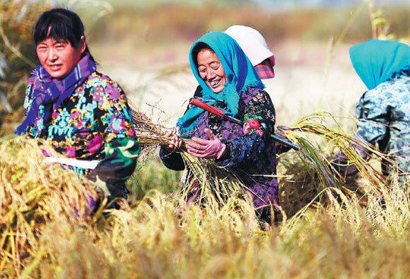 Women harvest organic rice in Wuchang, Heilongjiang province.Wang Jianwei / Xinhua