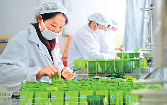 Workers pack organic oolong tea in Baoshan, Yunnan province. Liu Yongzhen / Xinhua