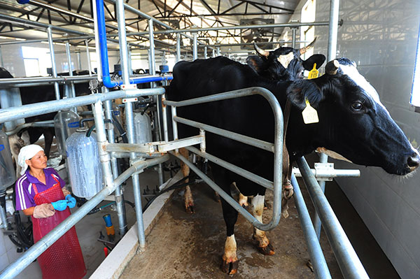 A worker milks a cow at a dairy company in Linquan county, Anhui province, in July.Wang Biao / For China Daily