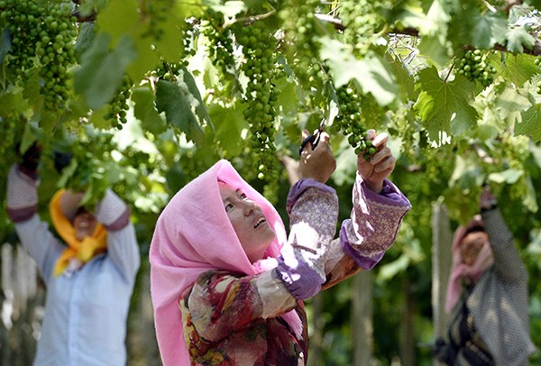 Workers pick grapes at a vineyard on Mount Helan in the Ningxia Hui autonomous region.(Photos By Peng Zhaozhi/Xinhua)