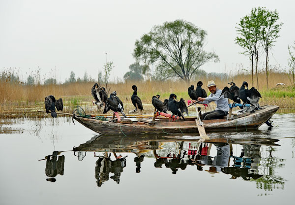 A fisherman from Anxin county tries to catch fish at the lake of Baiyangdian with help from cormorants. (Photo by Leo Chan/For China Daily)