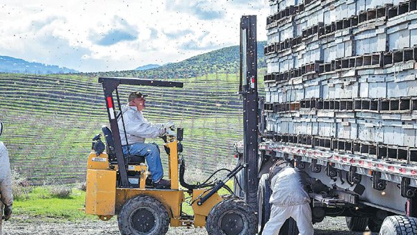 A grower of the Yakima Valley in Washington state, the largest supplier of cherries in the United States, relocates the hives from one orchard to another in order to keep up with the cherry bloom. PROVIDED TO CHINA DAILY