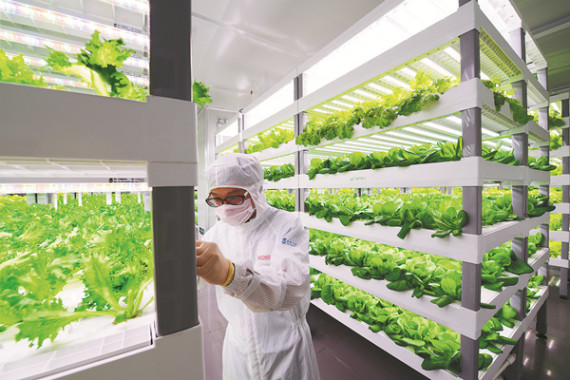 A laboratory worker in biohazard gear checks the growth of lettuce in the vertical farm in Anxi, Fujian province. (Photo/ZHAN ZHUO / FOR CHINA DAILY)