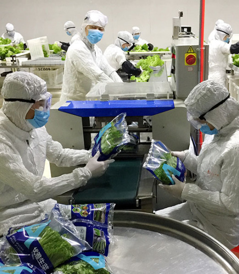 Workers package vegetables at San'an Sino-Science's Photobiology Industry Institute in Anxi county, Fujian province, in April. Zhang Zhihao / China Daily
