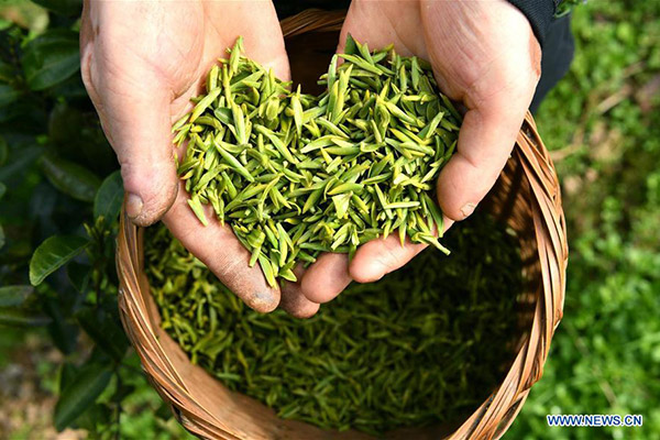 A villager picks tea leaves in Xiangjia village of Wanzhai town in Xuanen county, Central China's Hubei province, Feb 27, 2017. (Photo/Xinhua)