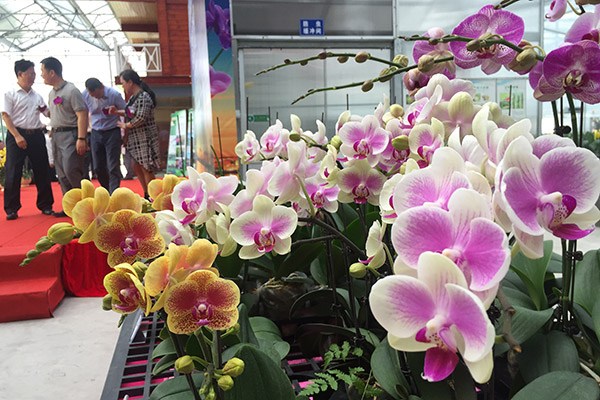 Executives stand beside butterfly orchids cultivated by Foshan Dingliang Phalaenopsis Industry Development Co Ltd in Guangdong province on Wednesday, when the company's seedings were exported to the US for the first time. (Photo/Xinhua)