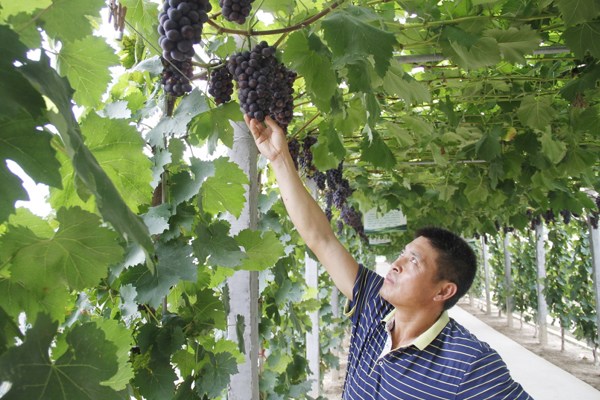 Yang Peizhong, owner of Xinyi Family Farm, picks grapes in Xiantao, Central China's Hubei province, July 7, 2017. (Photo by Yang Yang/chinadaily.com.cn)