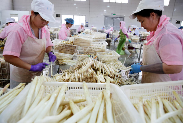 Workers pack asparagus at a food factory in Huaibei, Anhui province. (Photo by Li Xin/For China Daily)