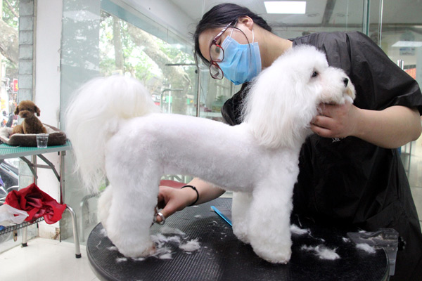 A dog enjoys a haircut at a pet store in Suzhou, Jiangsu province. (Photo by Wang Kangkang/For China Daily)