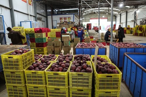 Farmers from Li county are busy preparing apples for the upcoming nationwide online shopping event next month. (Photo: Chen Qingqing/GT)