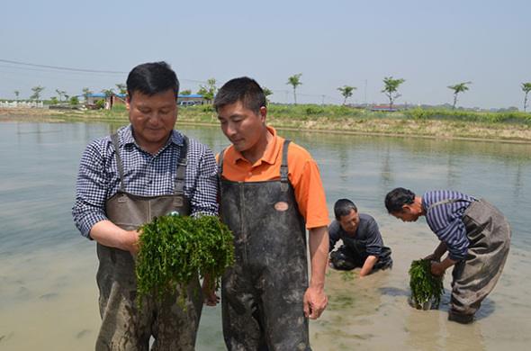 Wang Guiya (left) checks the quality of aquatic weeds harvested from one of his ponds in Gaochun district in Nanjing, Jiangsu province. (Photo provided to China Daily)