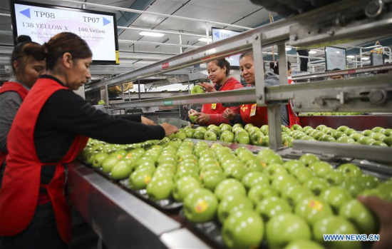 Workers put granny smith apples into trays on a packing line at a packing house of Auvil Fruit Company in Wenatchee, Washington State, the United States, on Nov. 3, 2017. (Xinhua/Wang Ying)