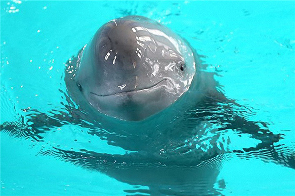 A captive finless porpoise swims in an aquarium in the Chinese Academy of Sciences' Institute of Hydrobiology in Wuhan, Hubei province, last year. (Photo/Xinhua)