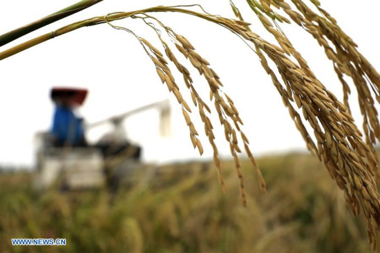 A farmer harvests rice in Mudian Village of Huai'an, east China's Jiangsu Province, Oct. 16, 2017. China's Ministry of Agriculture (MOA) Monday estimated that the country's grain output will surpass 600 million tonnes in 2017, indicating another year of bumper harvest. (Xinhua/Zhou Haijun)
