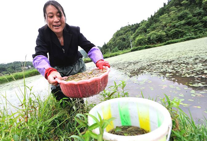 illager Li Fengtao harvests water shield in Shizhu, a county of Chongqing. The plant, seen as both a vegetable and an herb in China, has helped lift her family out of poverty. (Photo/Xinhua)