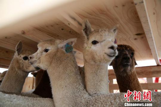 Australian alpacas are transported to China, Nov. 11, 2017. (File photo/Chinanews.com)