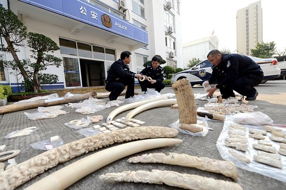 Police check ivory artifacts that were processed and traded illegally in Putian, Fujian Province in 2017. (Jiang Kehong/Xinhua)