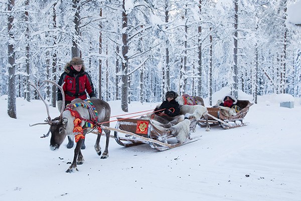 Chinese tourists ride elk-driven sleighs in a small forest in Finland. (Photo provided to China Daily)