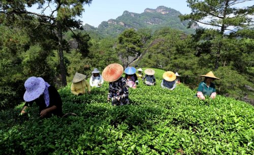 Farmers in Nanping, Fujian Province, harvest tea at a plantation. (Photo/Xinhua)