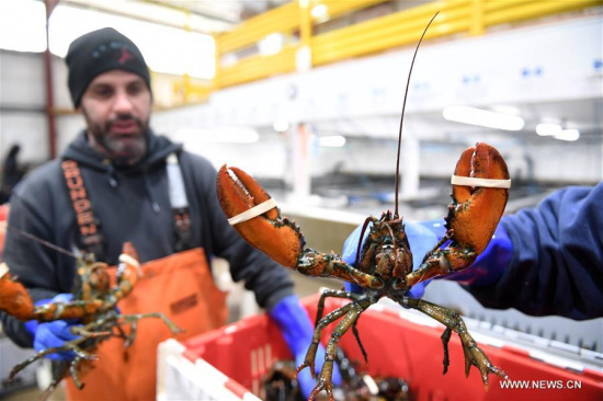 Phil Miles (L) and Dave Bedell of Maine Coast company pack lobsters in Portland, Maine, the United States, March 29, 2017. In 2016, China bought 40.9 million dollars' worth of lobsters from Maine, where most of America's lobsters are caught. A huge trade deficit with China is reportedly behind the U.S. administration's plan to slap tariffs on up to 60 billion U.S. dollars of Chinese imports and restrict Chinese investment. But data sometimes lies, and could shield the bigger picture. (Xinhua/Yin Bogu)
