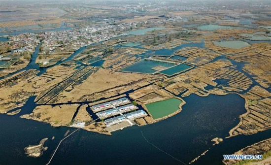 This aerial photo taken on March 29, 2018 shows a village amid the Baiyangdian lake in Xiongan New Area, north China's Hebei Province. (Xinhua/Yang Shiyao)