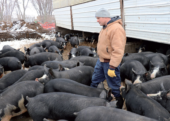 David Tofteland checks out Berkshire hogs at his family farm in Beaver Creek, Minnesota. (CALVIN ZHOU / CHINA DAILY)