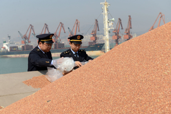 Inspectors check sorghum imported from the United States at Rizhao Port, Shandong province. (Photo: China News Service/Zhu Yuanli)