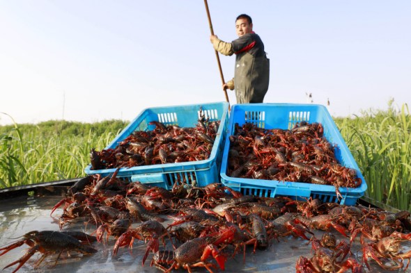 A farmer ships newly harvested crawfish ashore at the crawfish breeding base in Huai'an, Jiangsu province.(Photo/Xinhua)