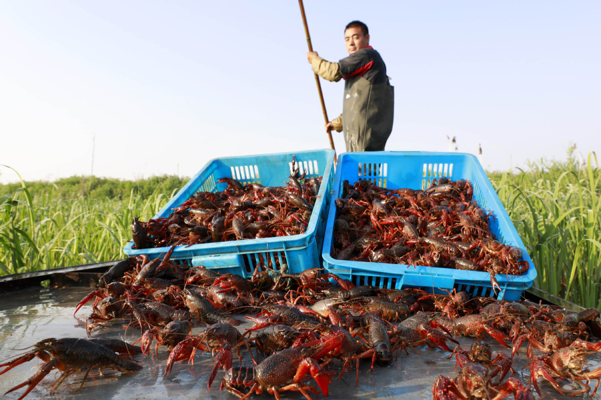 Crawfish proves pricey as supplies lag