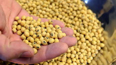 U.S. frozen out as China goes elsewhere for soybean imports