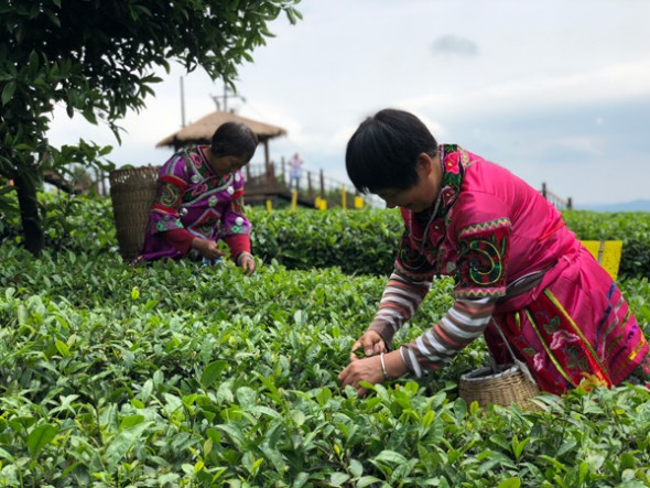 Farmers pick tea leaves at a plantation in Zunyi, Guizhou province, on May 6. (Photo by Yang Jun/China Daily)