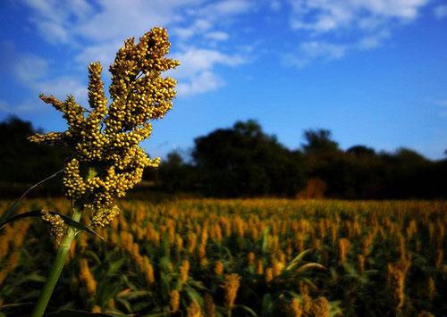 China to stop investigation into U.S. sorghum imports