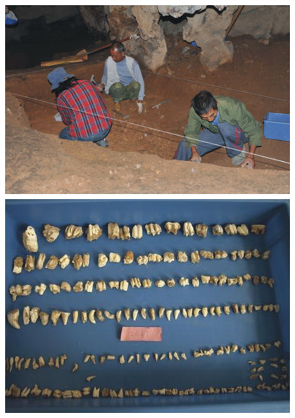 The excavation site and discovered fossils