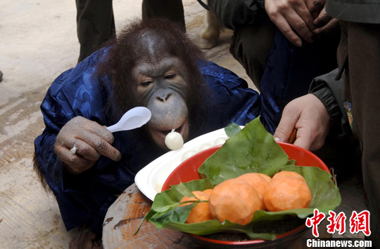 An ape tries to swallow a ball of Tangyuan, or Yuanxiao, traditional Chinese food made with sticky rice and stuffings..jpg