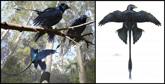 The Microraptor in nature, a photo of a recreation (left) provided by Jason Brougham from Texas University,  and The Microraptor provided by Mark Norell of the American Museum of Natural History [Photos: uua.cn]